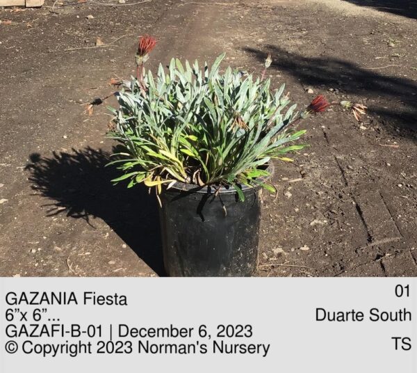 GAZANIA Fiesta