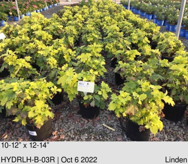 HYDRANGEA q Little Honey 15477