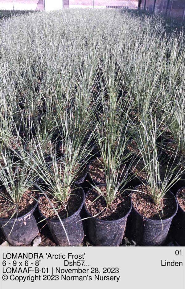 LOMANDRA 'Arctic Frost'