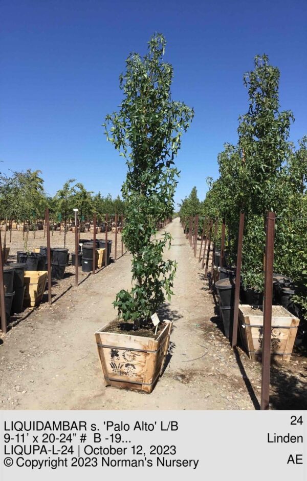 LIQUIDAMBAR s. 'Palo Alto' L/B