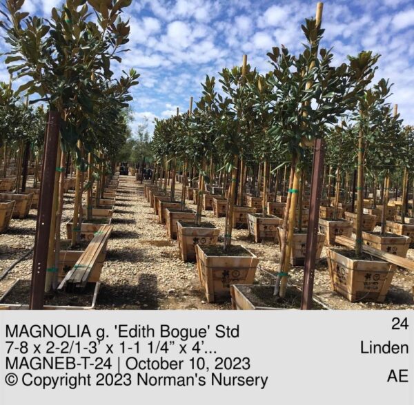 MAGNOLIA g. 'Edith Bogue' Std