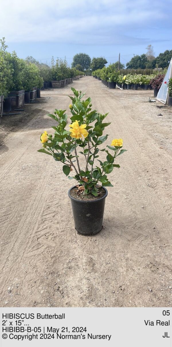 HIBISCUS Butterball