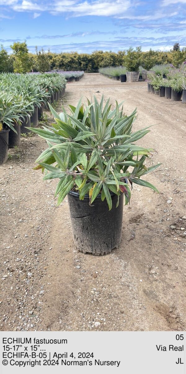 ECHIUM fastuosum