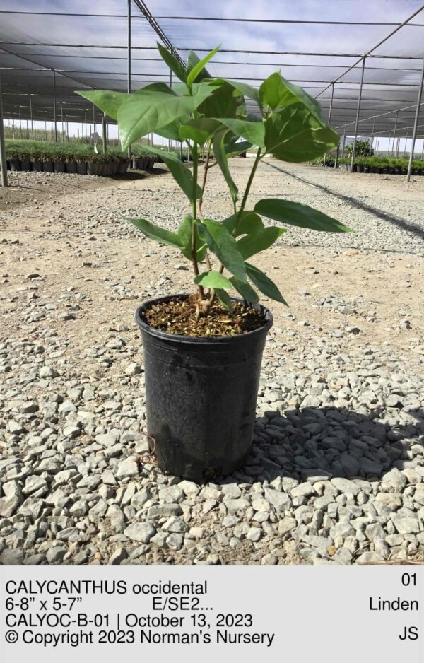 CALYCANTHUS occidental