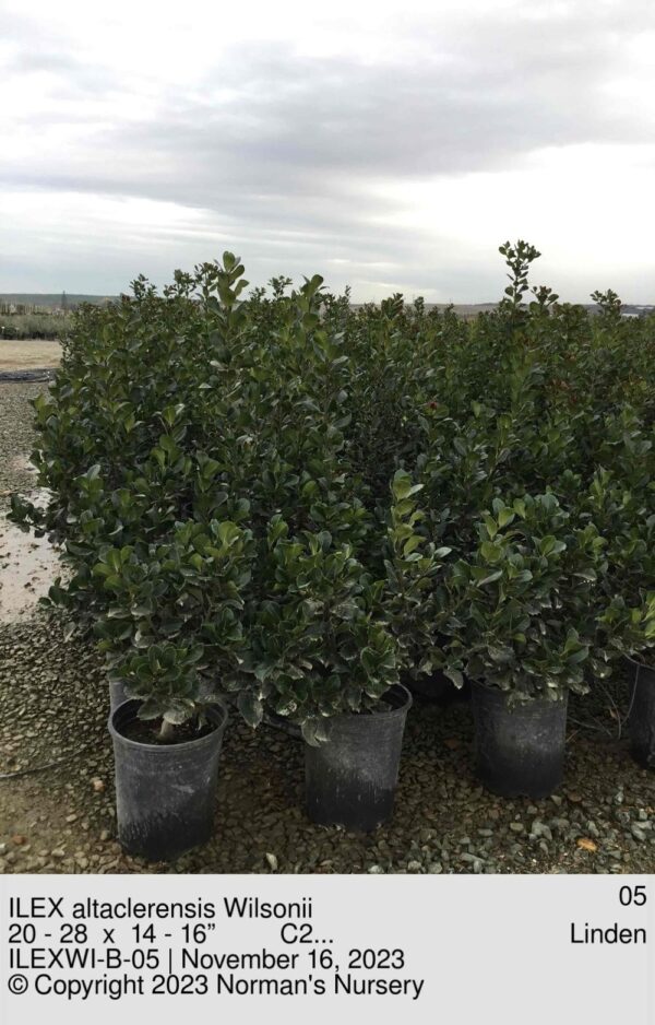 ILEX altaclerensis Wilsonii