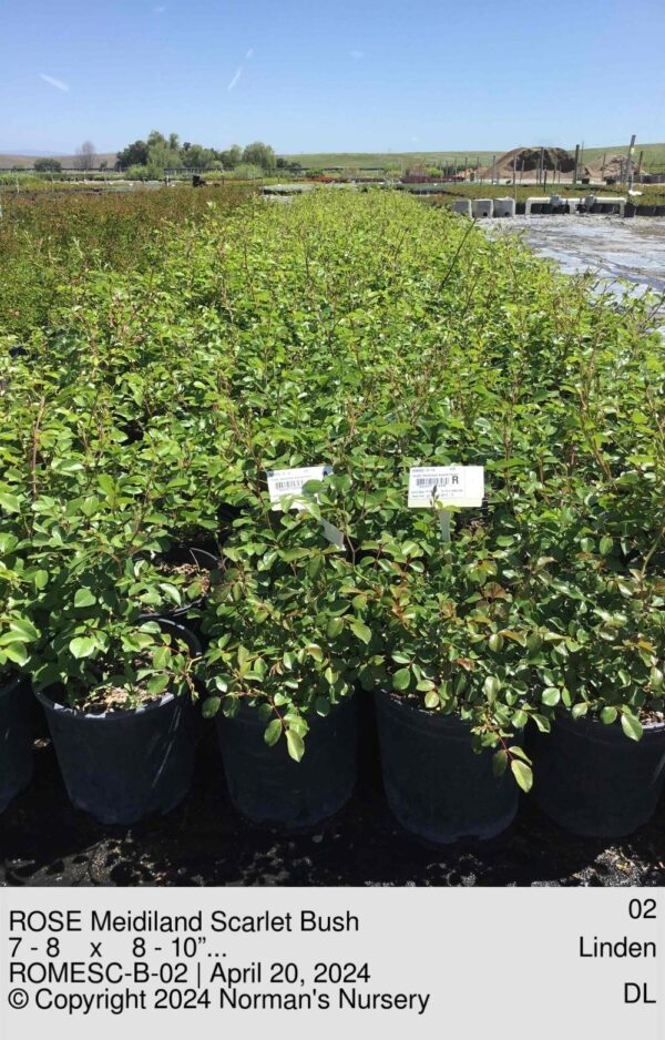 ROSE Meidiland Scarlet Bush
