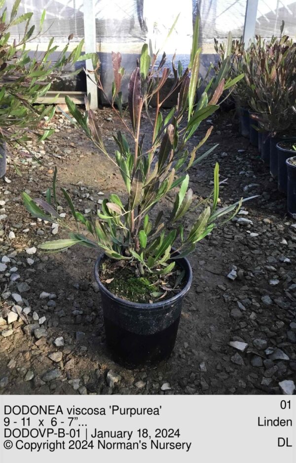 DODONEA viscosa 'Purpurea'