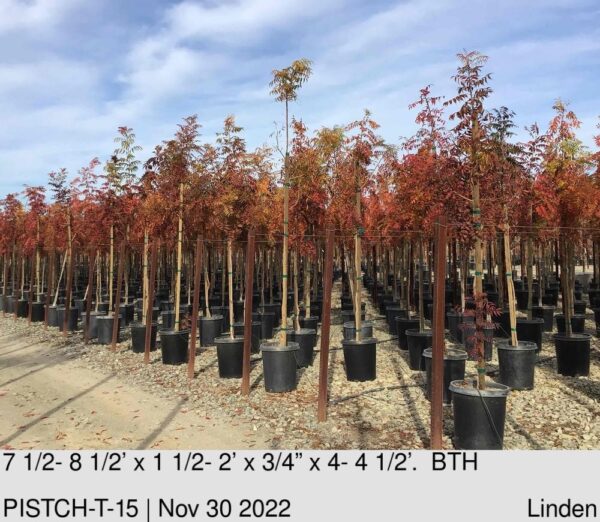 PISTACIA chinensis Std