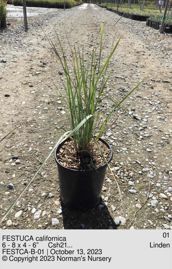 FESTUCA californica