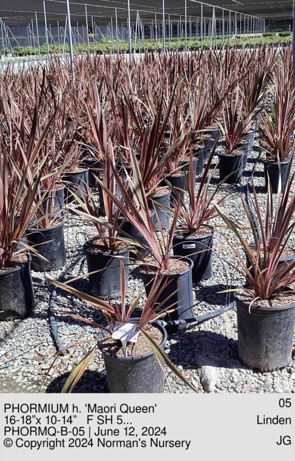 PHORMIUM h. 'Maori Queen'