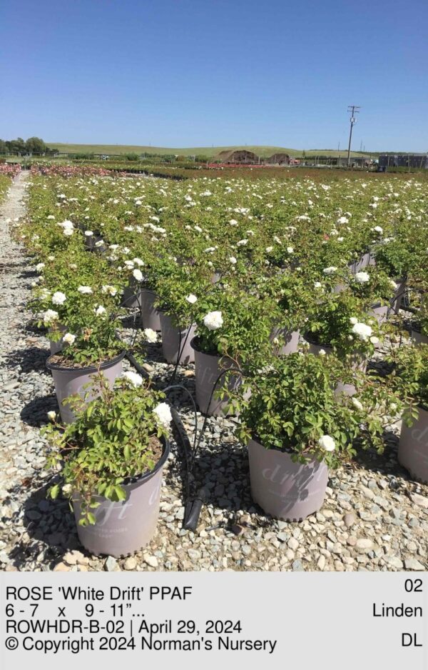 ROSE 'White Drift' PPAF