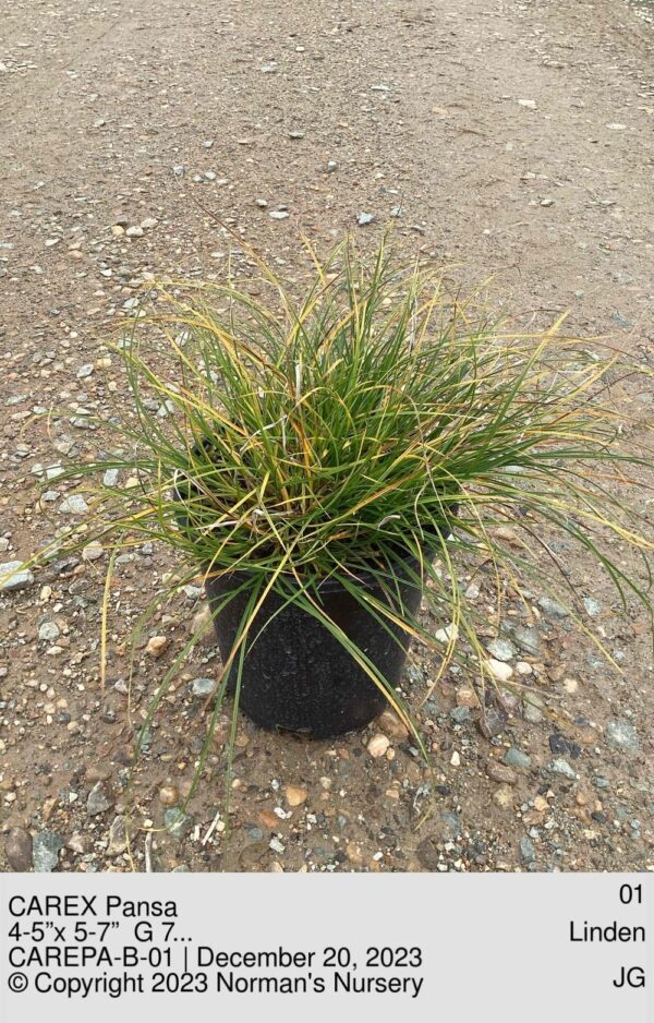 CAREX Pansa
