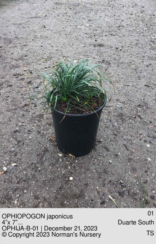 OPHIOPOGON japonicus