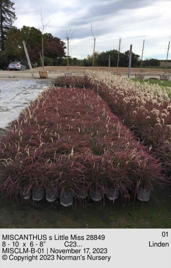 MISCANTHUS s Little Miss 28849