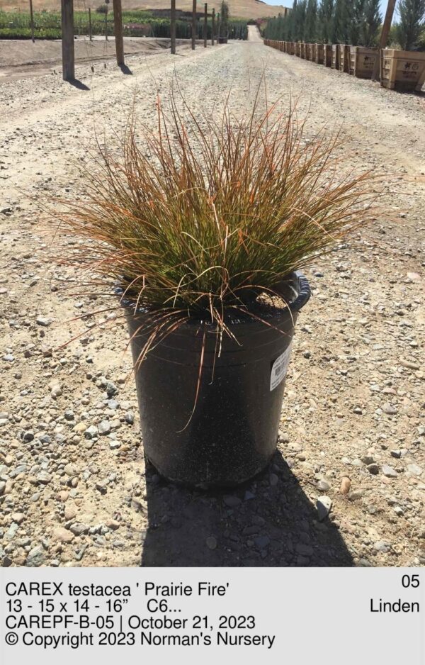 CAREX testacea ' Prairie Fire'