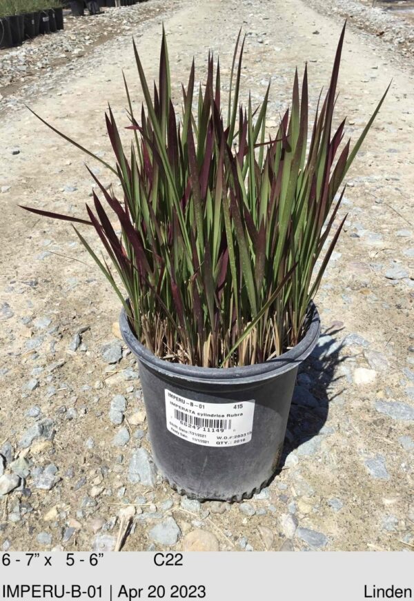 IMPERATA cylindrica Rubra