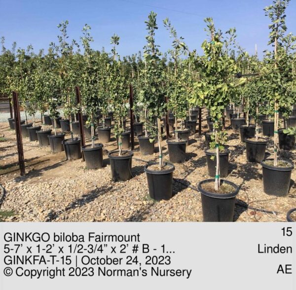 GINKGO biloba Fairmount