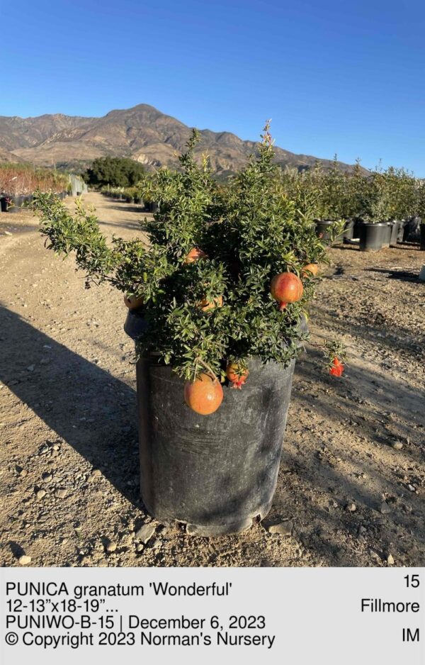 PUNICA granatum 'Wonderful'