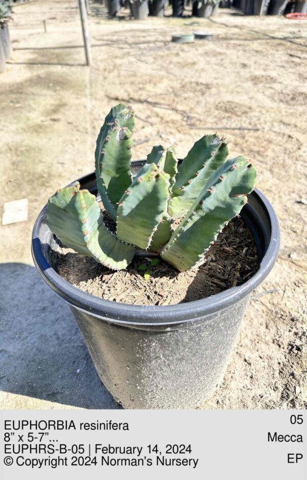 EUPHORBIA resinifera