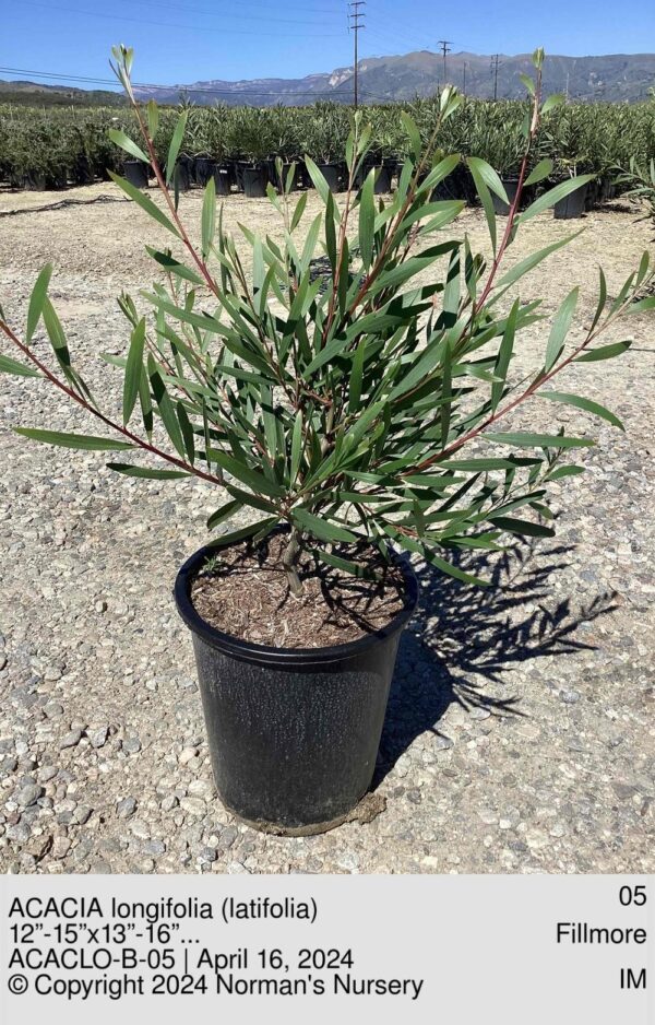 ACACIA longifolia (latifolia)