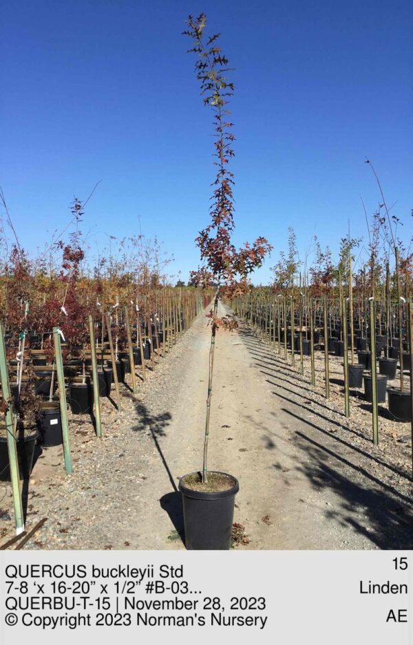 QUERCUS buckleyii Std