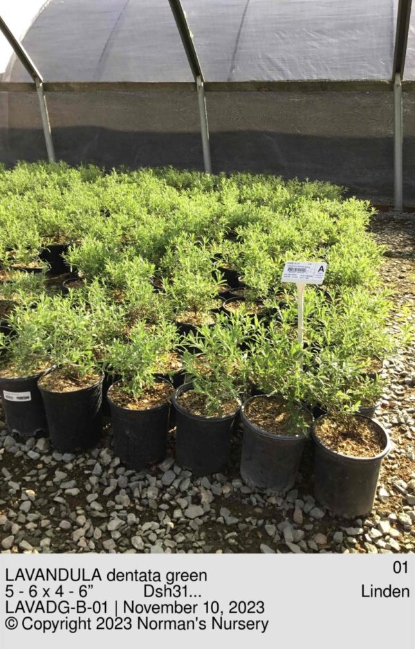 LAVANDULA dentata green