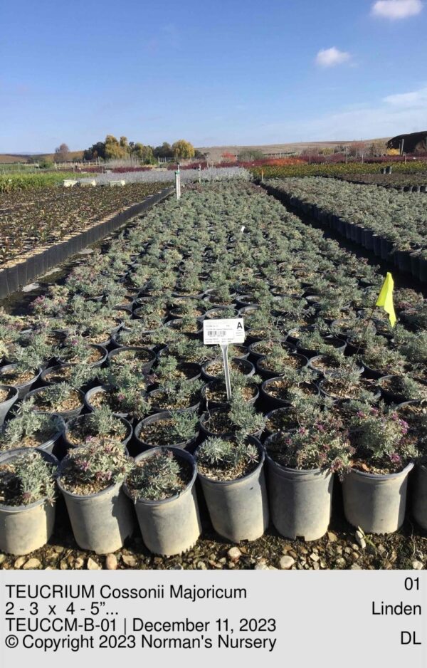 TEUCRIUM Cossonii Majoricum
