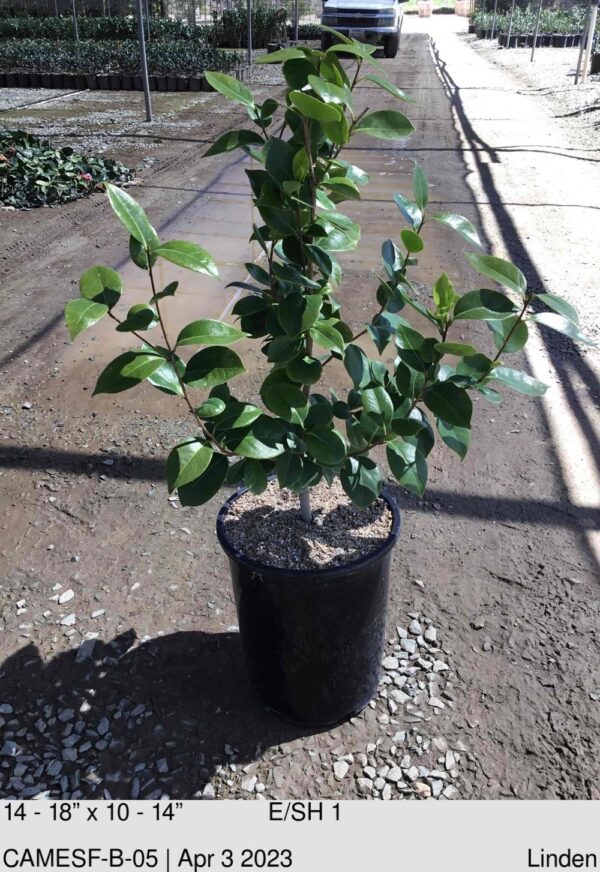 CAMELLIA Scensation