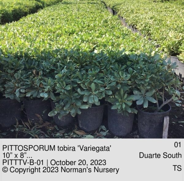 PITTOSPORUM tobira 'Variegata'