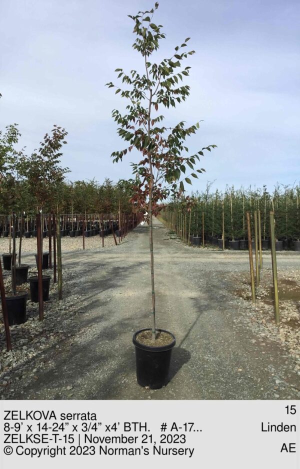 ZELKOVA serrata