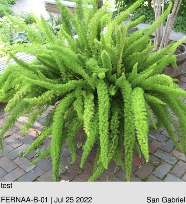 FERN- ALSOPHILA australis