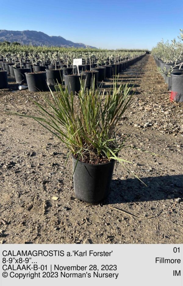 CALAMAGROSTIS a.'Karl Forster'
