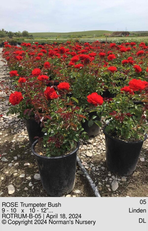 ROSE Trumpeter Bush