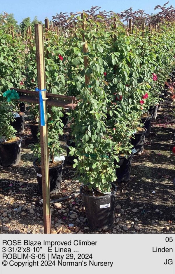 ROSE Blaze Improved Climber