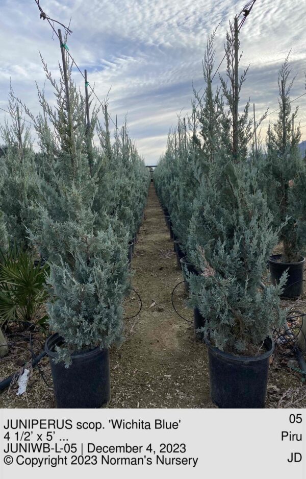 JUNIPERUS scop. 'Wichita Blue'