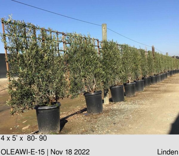 OLEA e. 'Wilsonii' Esp