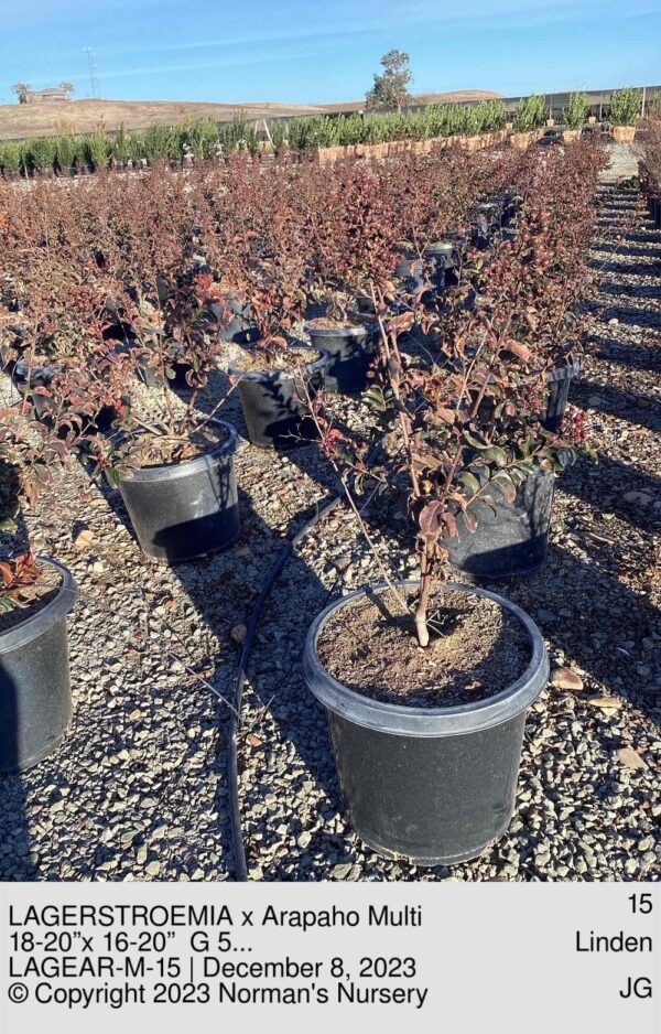 LAGERSTROEMIA x Arapaho Multi