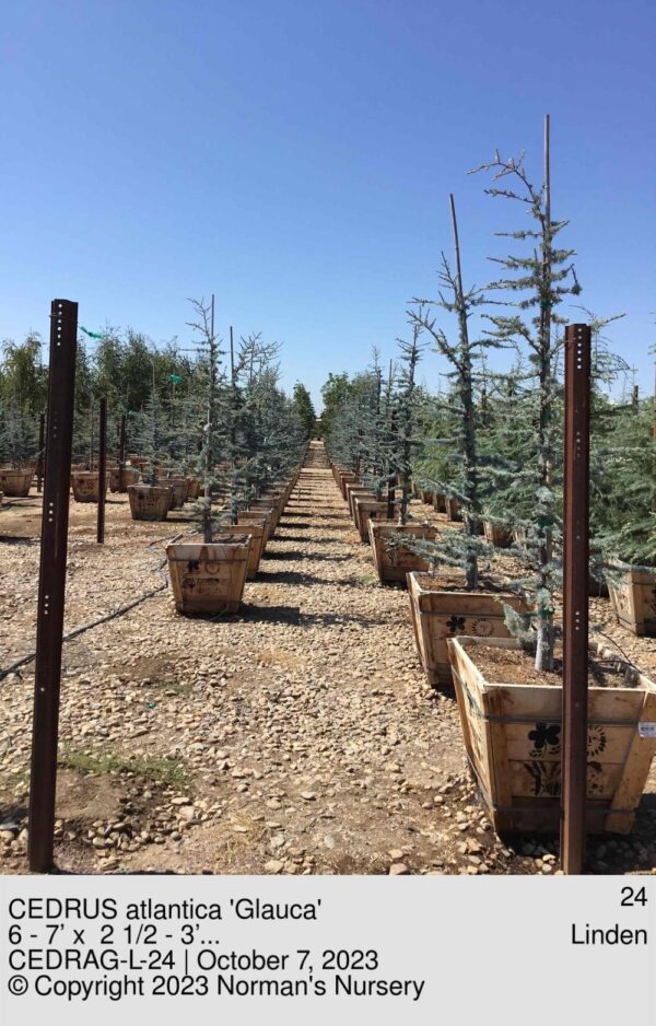 CEDRUS atlantica 'Glauca'