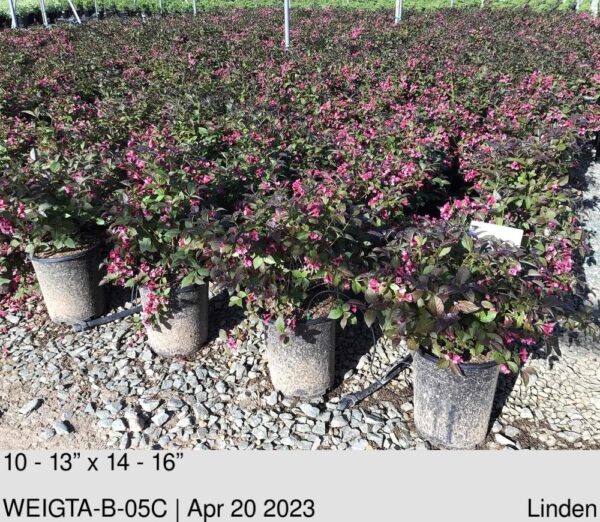 WEIGELA florida 'Tango'