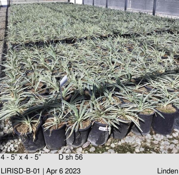 LIRIOPE s. 'Silver Dragon'
