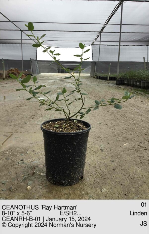 CEANOTHUS 'Ray Hartman'