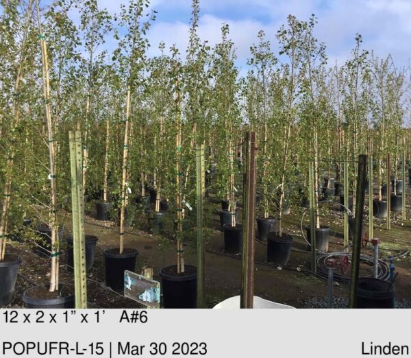 POPULUS fremontii