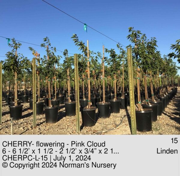 CHERRY- flowering - Pink Cloud