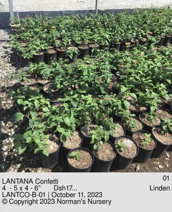 LANTANA Confetti