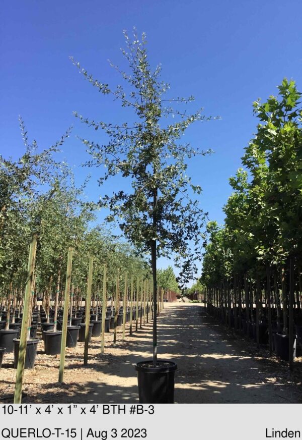 QUERCUS lobata Std