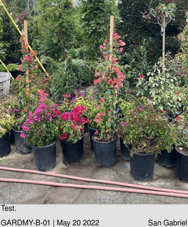 GARDENIA agusta Mystery