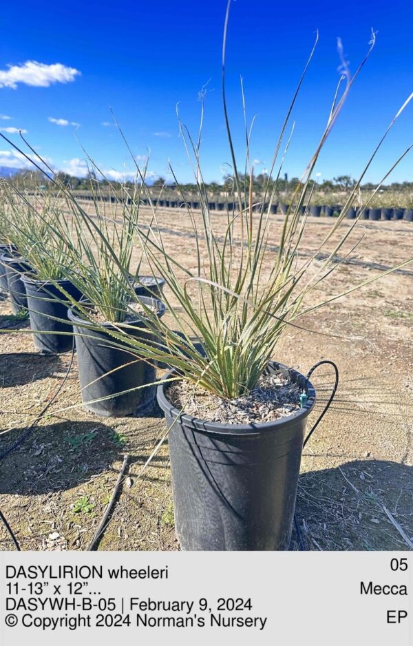 DASYLIRION wheeleri