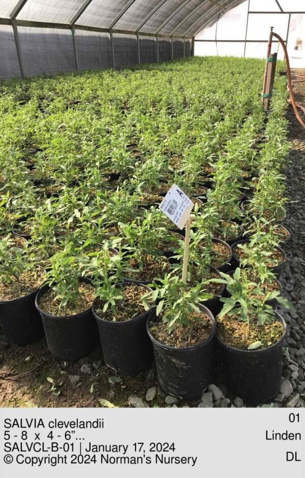 SALVIA clevelandii
