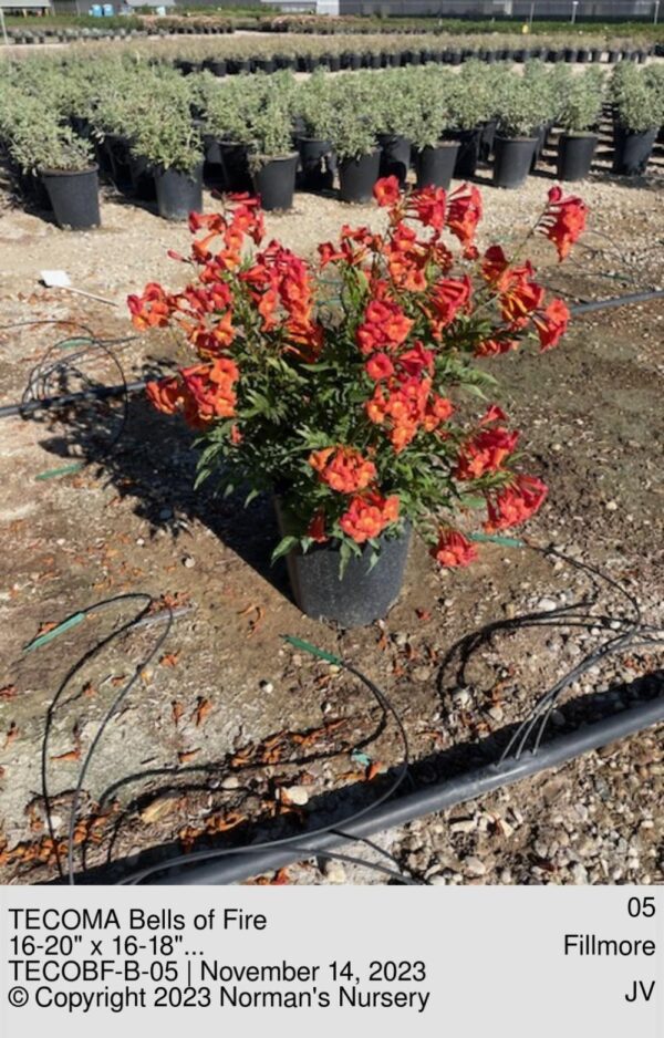 TECOMA Bells of Fire
