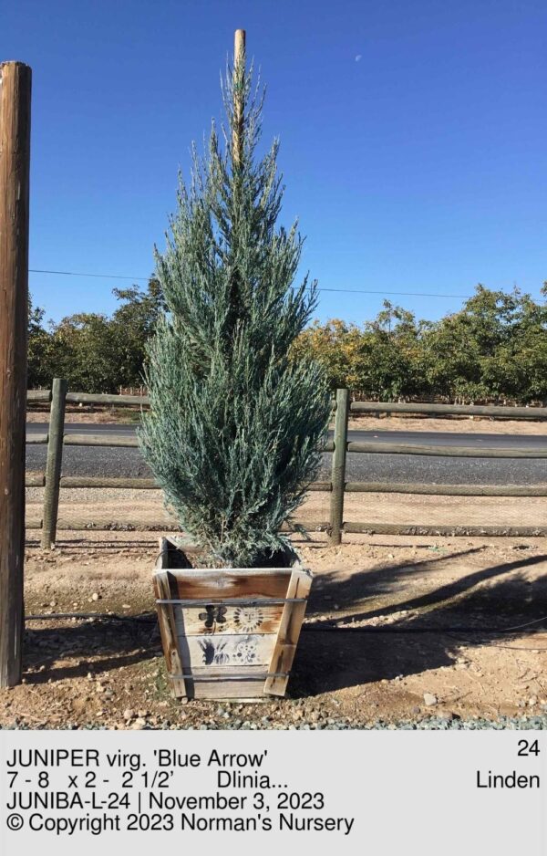 JUNIPER virg. 'Blue Arrow'